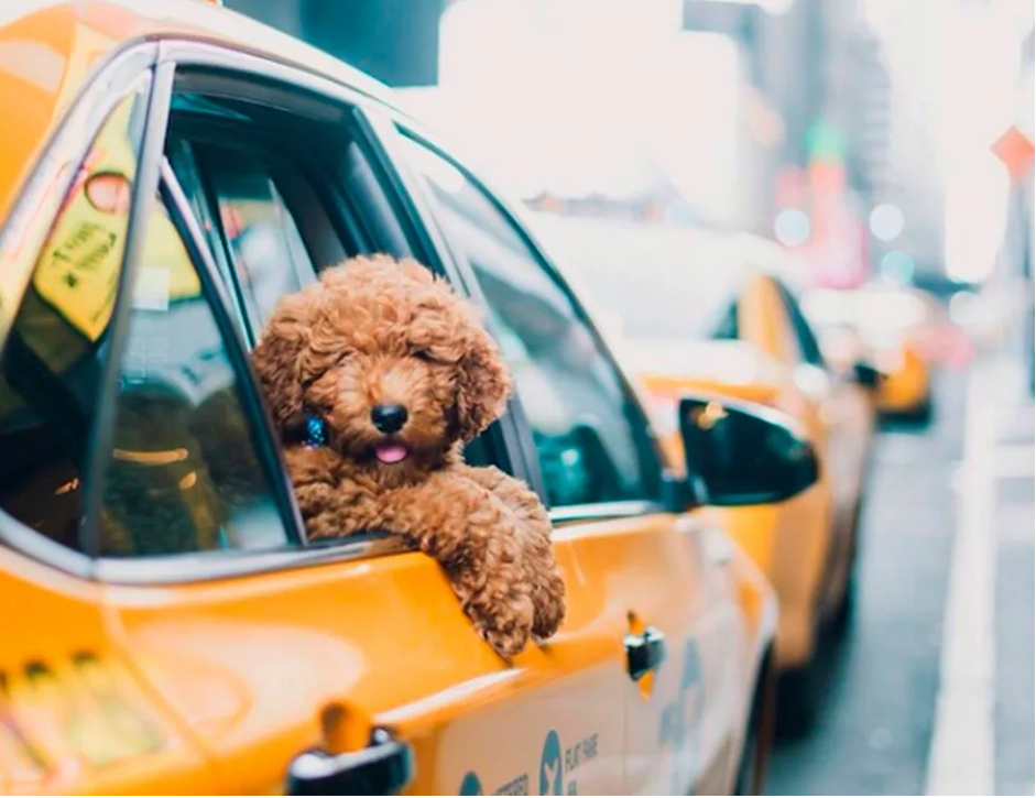 Как перевозить животных в такси?